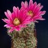 Echinocereus_fendleri